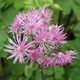 MEADOW RUE Thalictrum  (Black Stockings)