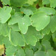 MEADOW RUE Thalictrum  (Black Stockings)