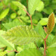 CHINESE ELM Ulmus parvifolia