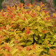 ORANGE-LEAVED SPIREA  ORASpiraea japonica (Double Play Candy Corn)
