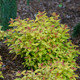 ORANGE-LEAVED SPIREA  ORASpiraea japonica (Double Play Candy Corn)