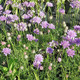 PINCUSHION FLOWER (Scabiosa)  "Vivid Violet"