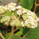 WILLOWWOOD VIBURNUM (Viburnum rhytidophylloides)