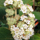 WILLOWWOOD VIBURNUM (Viburnum rhytidophylloides)