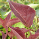 LILAC (Syringa vulgaris)  "Prairie Petite"