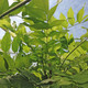 JAPANESE BLUE WISTERIA (Wisteria floribunda) "Burford"