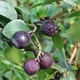 Vaccinium ovatum (EVERGREEN HUCKLEBERRY)