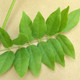 LONG WHITE JAPANESE WISTERIA (Wisteria floribunda) "Longissima Alba"