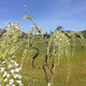 LONG WHITE JAPANESE WISTERIA (Wisteria floribunda) "Longissima Alba"
