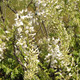 LONG WHITE JAPANESE WISTERIA (Wisteria floribunda) "Longissima Alba"