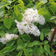 YELLOW LILAC (Syringa vulgaris) "Primrose"