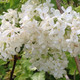 YELLOW LILAC (Syringa vulgaris) "Primrose"