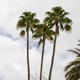 Washingtonia filifera (CALIFORNIA FAN PALM)