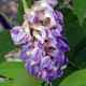 Wisteria frutescens 'Amethyst Falls' (PURPLE WISTERIA)