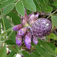 PURPLE WISTERIA (Wisteria frutescens) "Amethyst Falls"