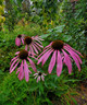 Echinacea purpurea (Purple Coneflower)