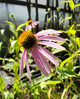 Echinacea purpurea (Purple Coneflower)