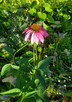 Echinacea purpurea (PURPLE CONEFLOWER)
