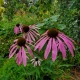 Echinacea purpurea (PURPLE CONEFLOWER)