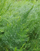 Garden Asparagus (Asparagus officinalis)