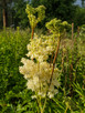 Meadowsweet (Spirea ulmaria)
