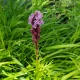 Liatris spicata (BLAZING STAR)