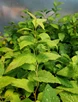 Japanese Meadowsweet (Spiraea japonica)