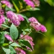 Japanese Meadowsweet (Spiraea japonica)