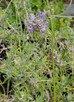 Lavandula angustifolia 'Munstead'
