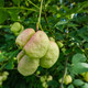 European Bladdernut (Staphylea pinnata)