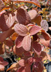 Wayfaring Tree Viburnum (Viburnum lantana)