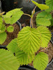 Davidia involucrata (DOVE TREE)