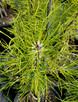 Chinese Pine (Pinus tabuliformis)