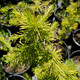 Dunkeld Larch (Larix-eurolepis-marschlinii)