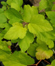 NINEBARK (Physocarpus opulifolius) "Festivus Gold"