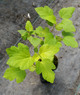 NINEBARK (Physocarpus opulifolius) "Festivus Gold"