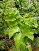 MALE AMERICAN HOLLY (Ilex opaca) "Arthur Pride"