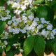 Viburnum plicatum tomentosum 'Steady Eddy' (VIBURNUM)