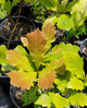 WHITE SWAMP OAK (Quercus Bicolor)