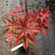 Acer palmatum 'Bloodgood' (JAPANESE MAPLE)