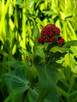 RED VALERIAN (Centranthus ruber)