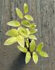 Polygonatum odoratum 'Variegatum' (VARIEGATED SOLOMONS SEAL)