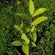 Polygonatum odoratum 'Variegatum' (VARIEGATED SOLOMONS SEAL)