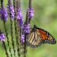 Verbena stricta (WOOLLY VERBAIN)