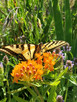 BUTTERFLY MILKWEEDWEED (Asclepias Tuberosa)