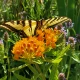 Asclepias Tuberosa (BUTTERFLY MILKWEEDWEED)