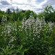 Penstemon Digitalis 'Foxglove beardtongue' (WHITE PENSTEMON)