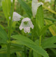 Penstemon Digitalis 'Foxglove beardtongue' (WHITE PENSTEMON)