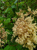 Holodiscus discolor (CREAMBUSH/OCEAN SPRAY)