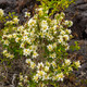 Philadelphus lewisii (WESTERN MOCK ORANGE)